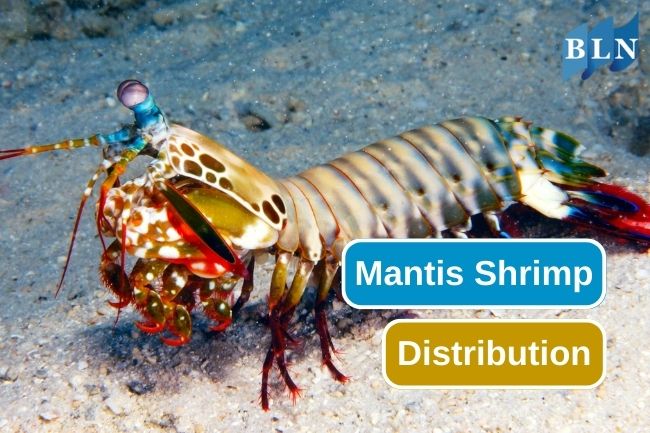 Exploring the Distribution of Mantis Shrimp